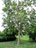 × Chitalpa tashkentensis. Цветущее дерево. Монако, Ле-Кондамин, бульвар Альберта, парк. 19.06.2012.