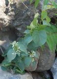 Cionura erecta. Цветущее растение. Черногория, окрестности города Ульцинь. 09.07.2011.