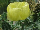 Argemone mexicana