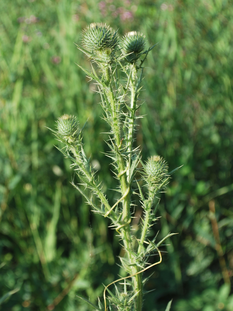 Image of Cirsium vulgare specimen.