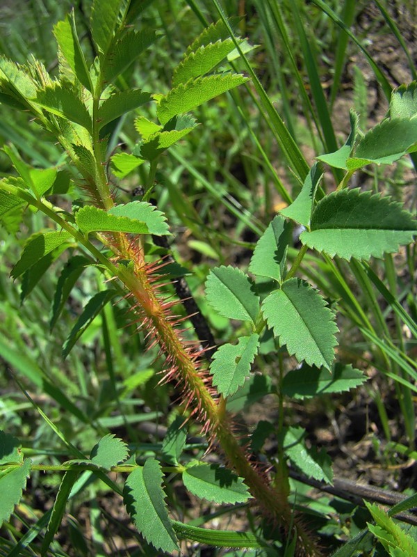 Image of Rosa spinosissima specimen.