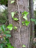 Hedera helix