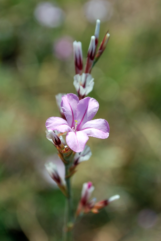 Image of Acantholimon alberti specimen.