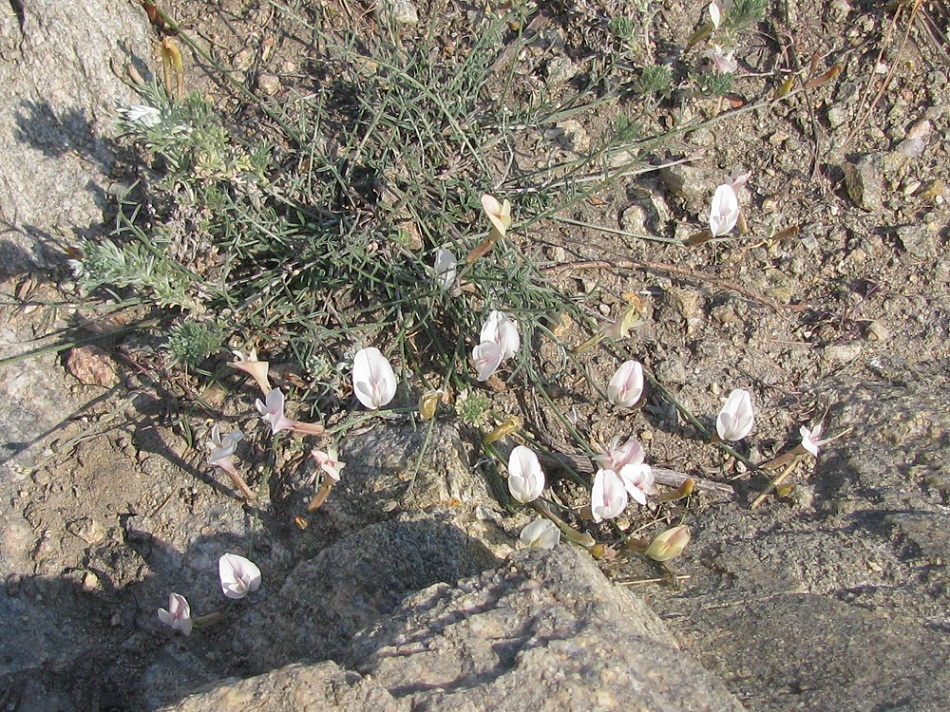 Изображение особи Astragalus ucrainicus.