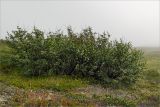 Betula czerepanovii