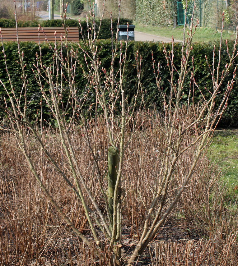 Image of Ribes sanguineum specimen.