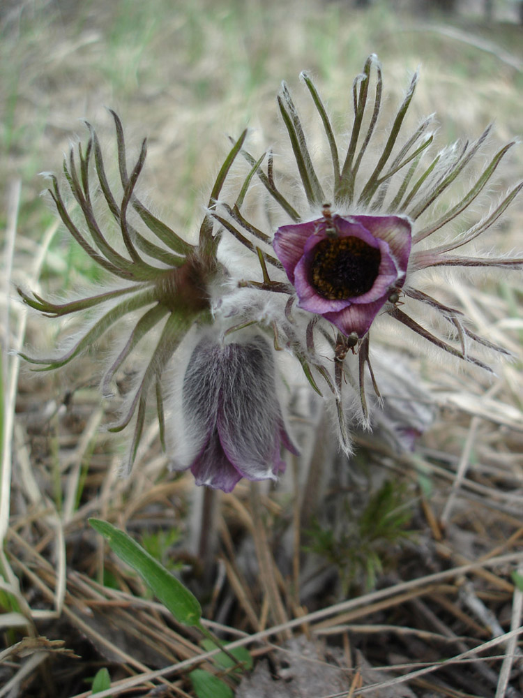 Изображение особи Pulsatilla bohemica.