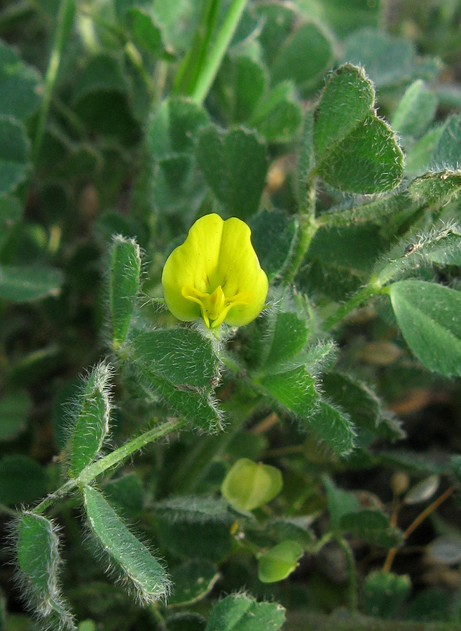 Изображение особи Medicago rigidula.