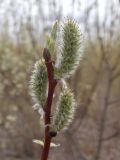 Salix × coerulescens