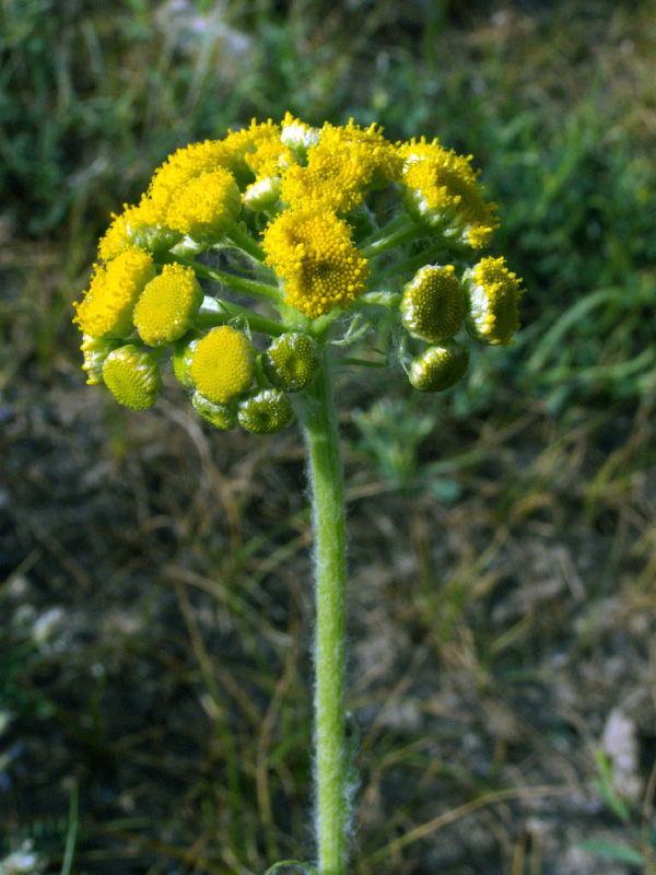 Изображение особи Pseudohandelia umbellifera.