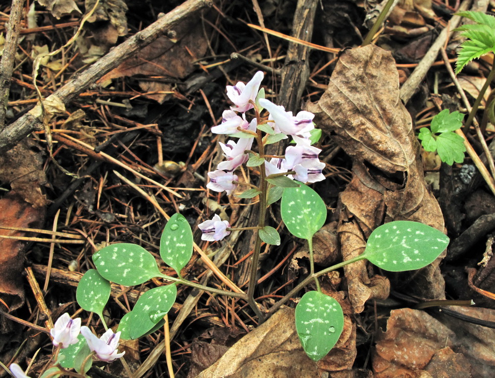 Image of Corydalis repens specimen.