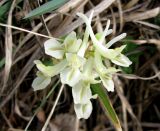 Corydalis malkensis. Соцветие. Ставропольский край, г. Кисловодск, Курортный парк верхний, на облесённом склоне горы. 02.04.2013.