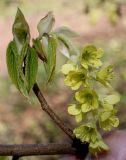 Corylopsis sinensis