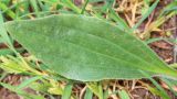 Plantago urvillei