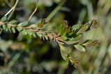 Melaleuca nesophila
