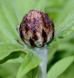 Image of taxon representative. Author is Валерий Куделя