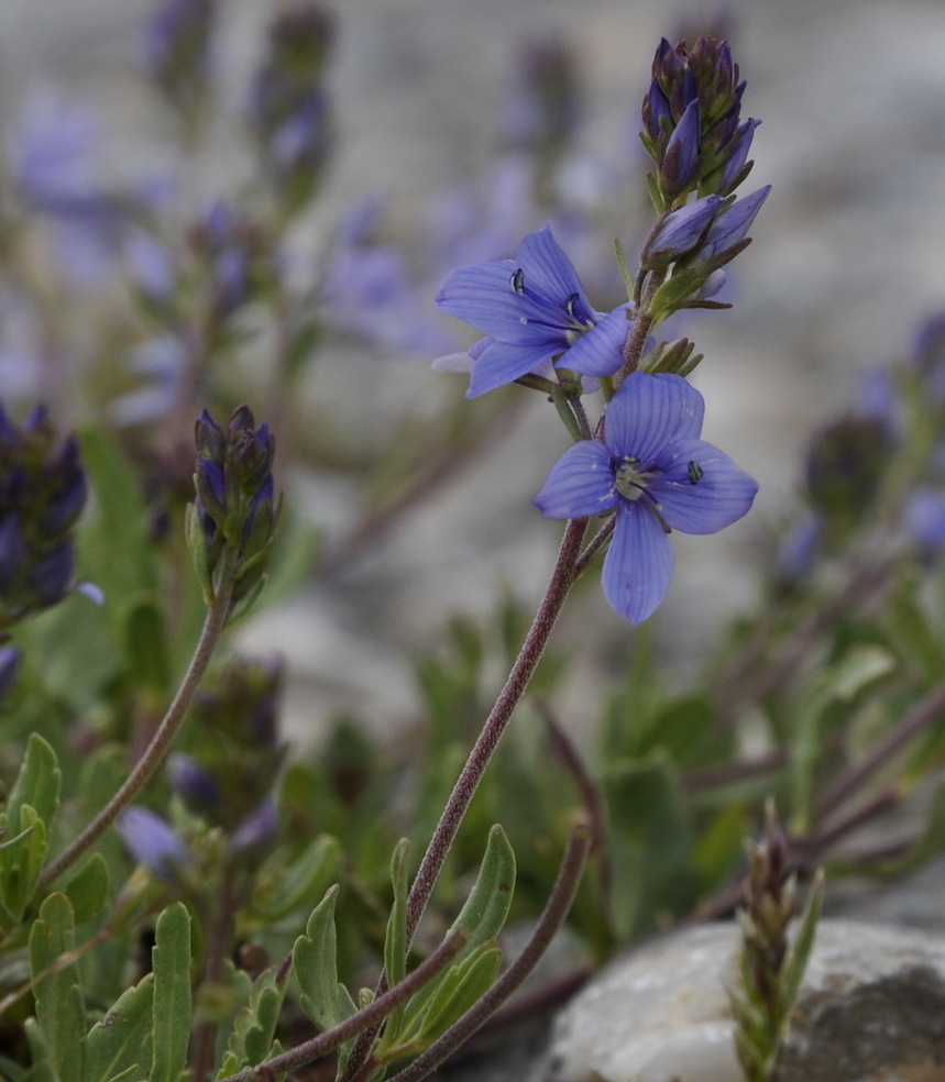 Изображение особи Veronica orsiniana ssp. teucrioides.