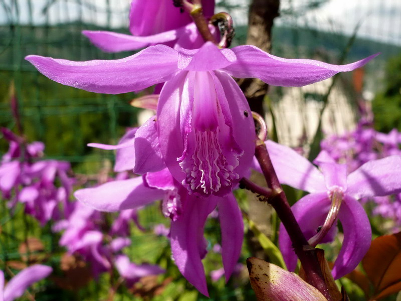 Изображение особи Bletilla striata.