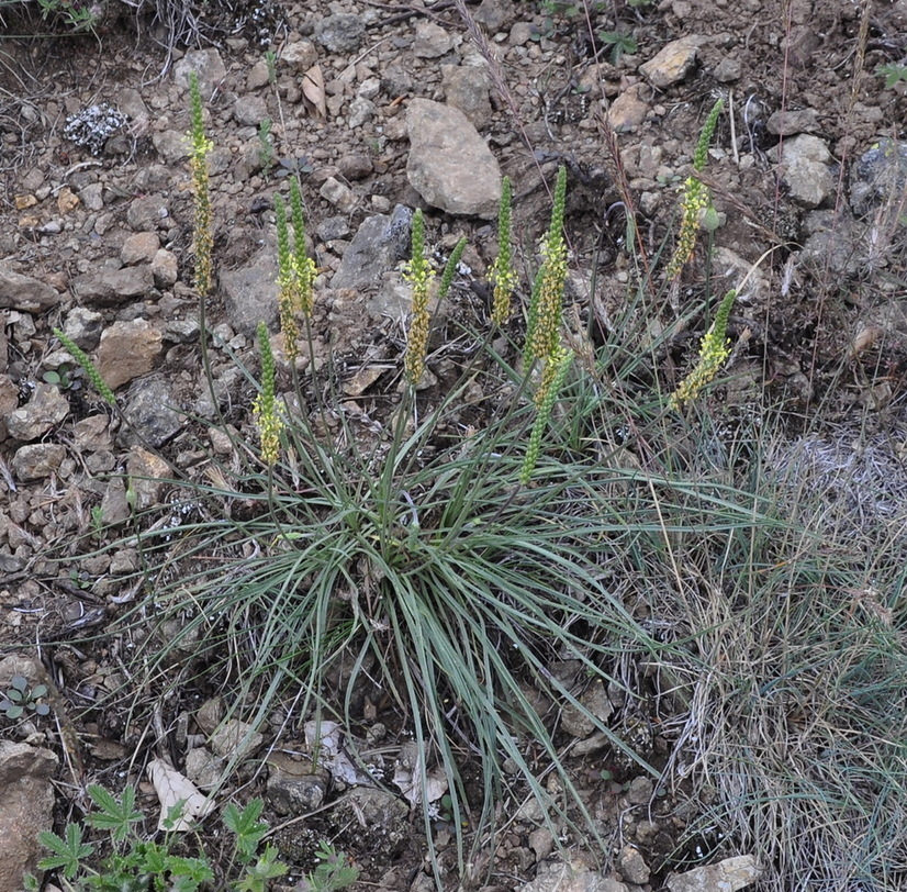 Изображение особи Plantago capitellata.