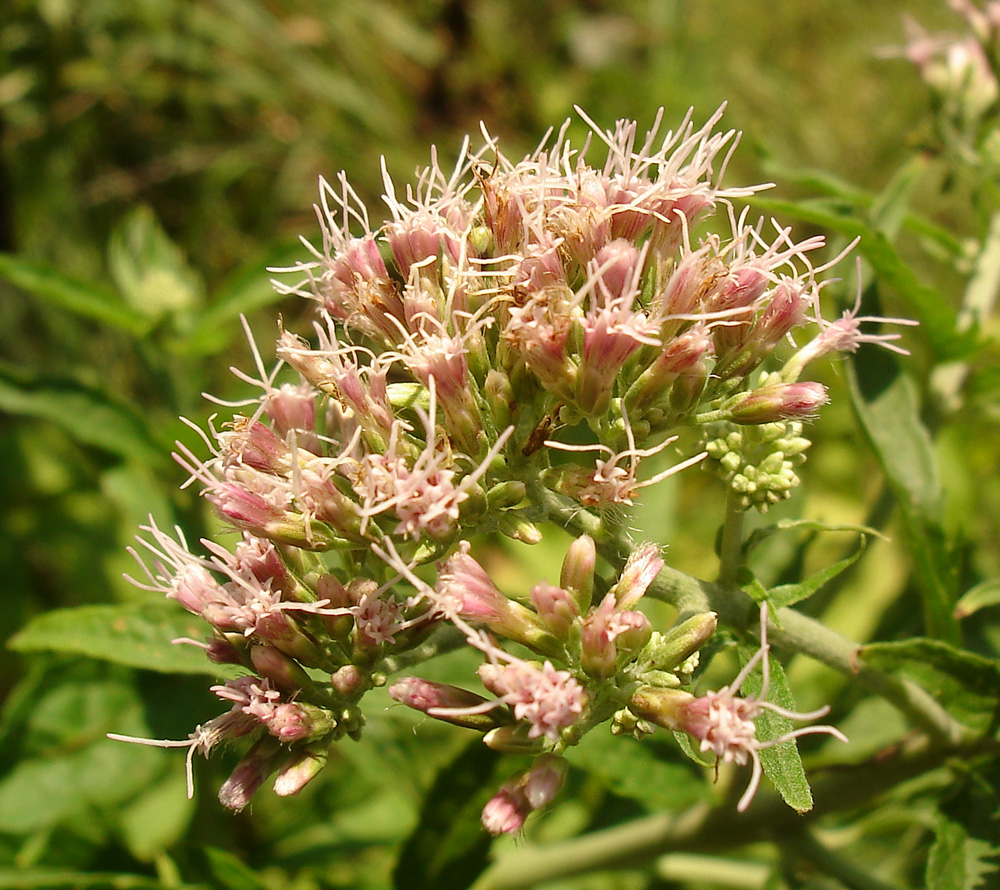 Изображение особи Eupatorium cannabinum.