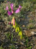 Polygala major. Соцветие с цветками и завязавшимися плодами. Краснодарский край, Новороссийский р-н, окр. пос. Абрау-Дюрсо, можжевеловое редколесье. 14.07.2013.