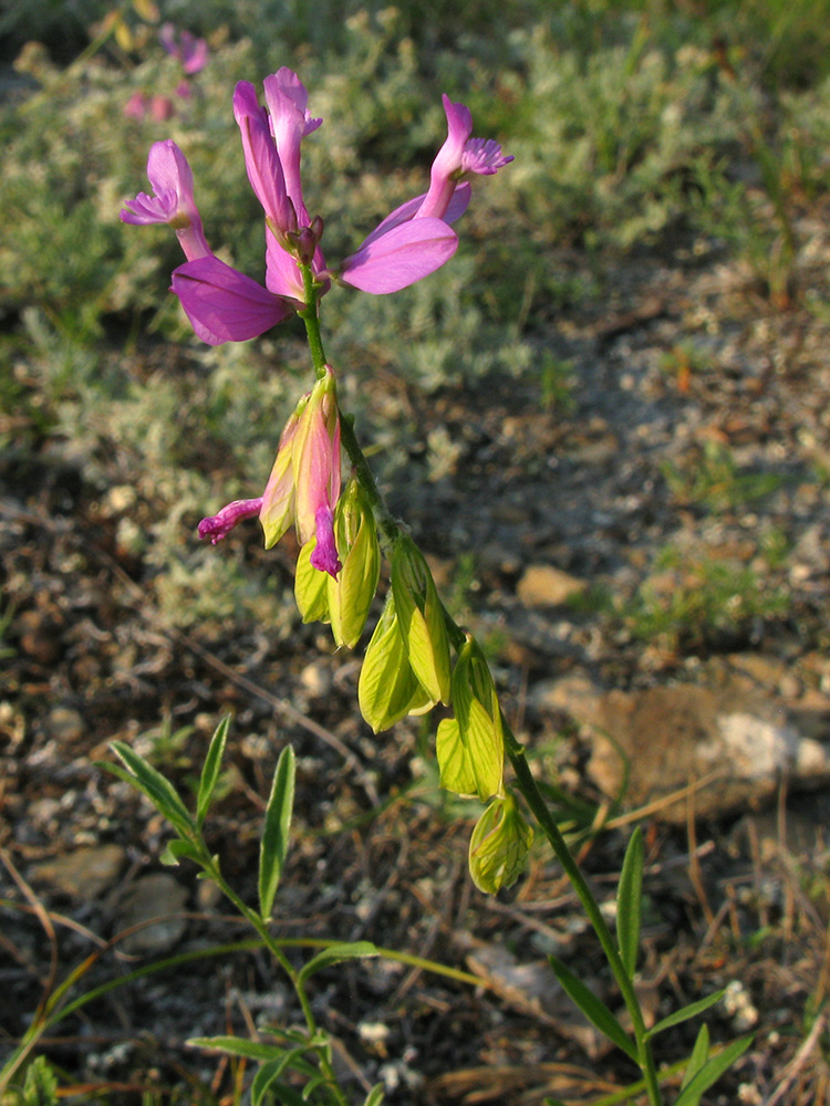Image of Polygala major specimen.