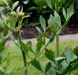 Levisticum officinale