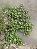 Eichhornia crassipes. Растения у берега реки. Краснодарский край, окр. г. Крымск, берег р. Адагум. 01.09.2013.