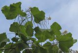 Catalpa bignonioides