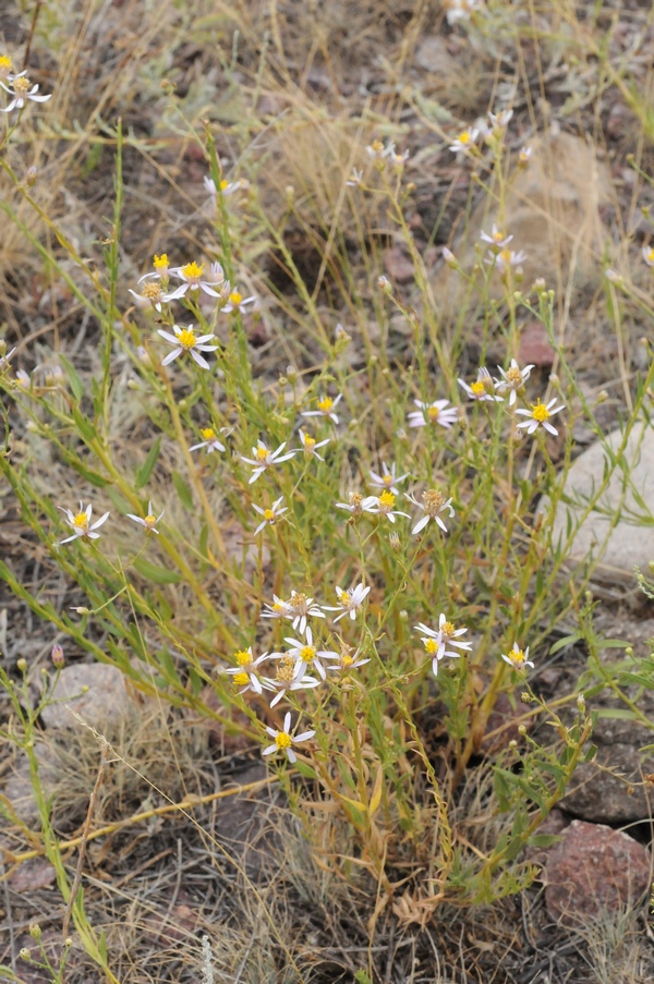 Изображение особи Galatella saxatilis.