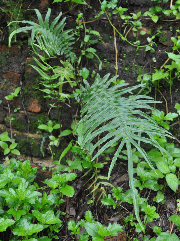 Image of Pteris vittata specimen.