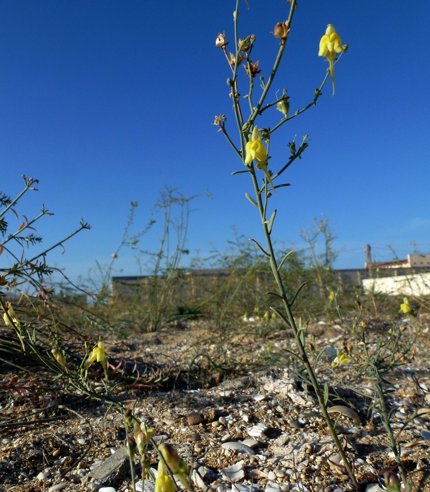 Image of Linaria leptoceras specimen.