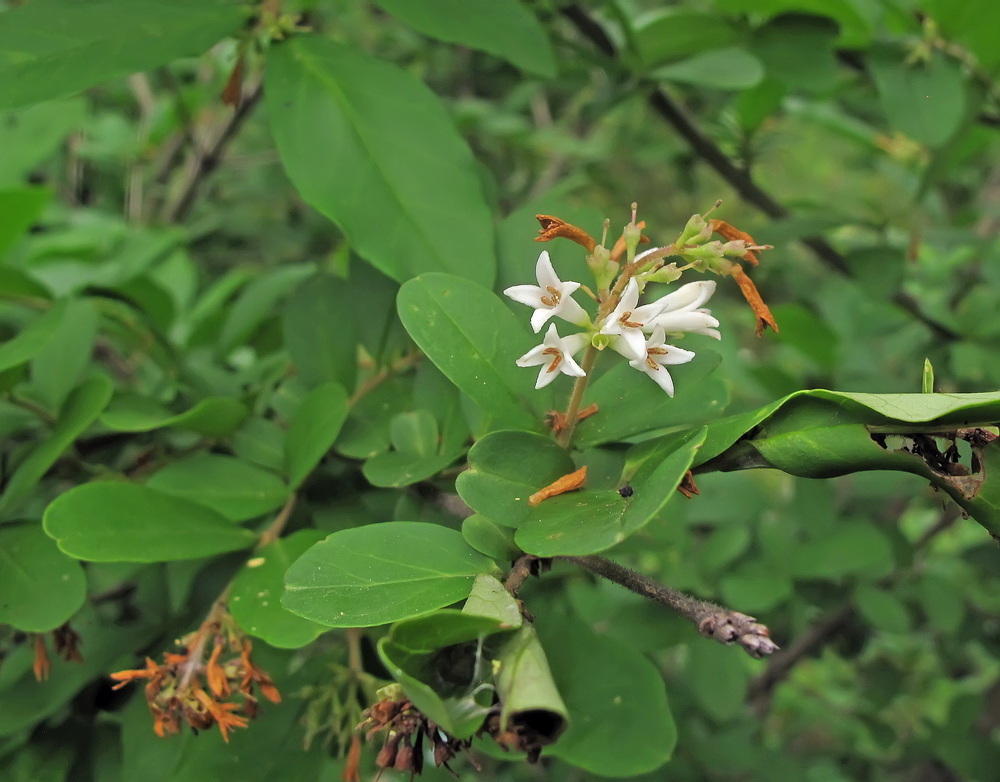Image of Ligustrum yezoense specimen.
