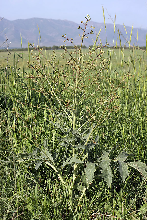 Image of Crambe orientalis specimen.