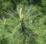 Pinus strobus