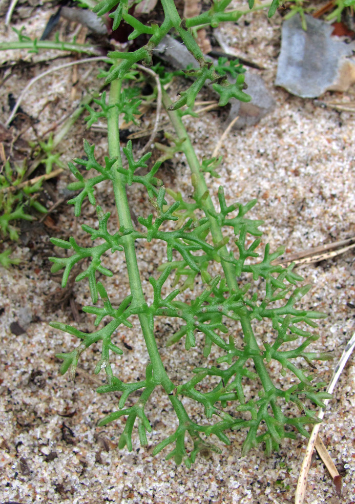 Image of Tripleurospermum inodorum specimen.