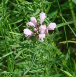 Dracocephalum ruyschiana