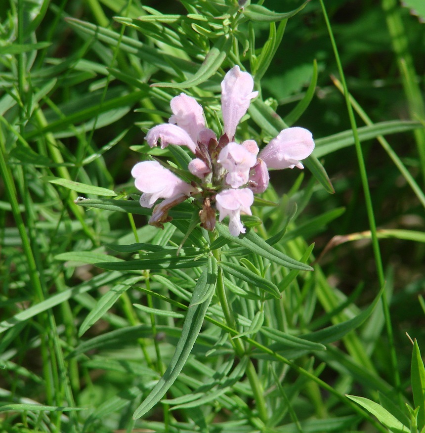 Изображение особи Dracocephalum ruyschiana.