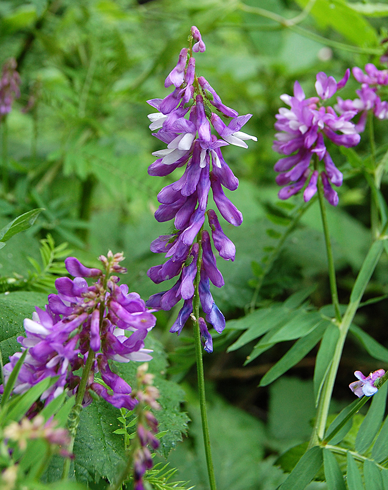 Изображение особи Vicia tenuifolia.