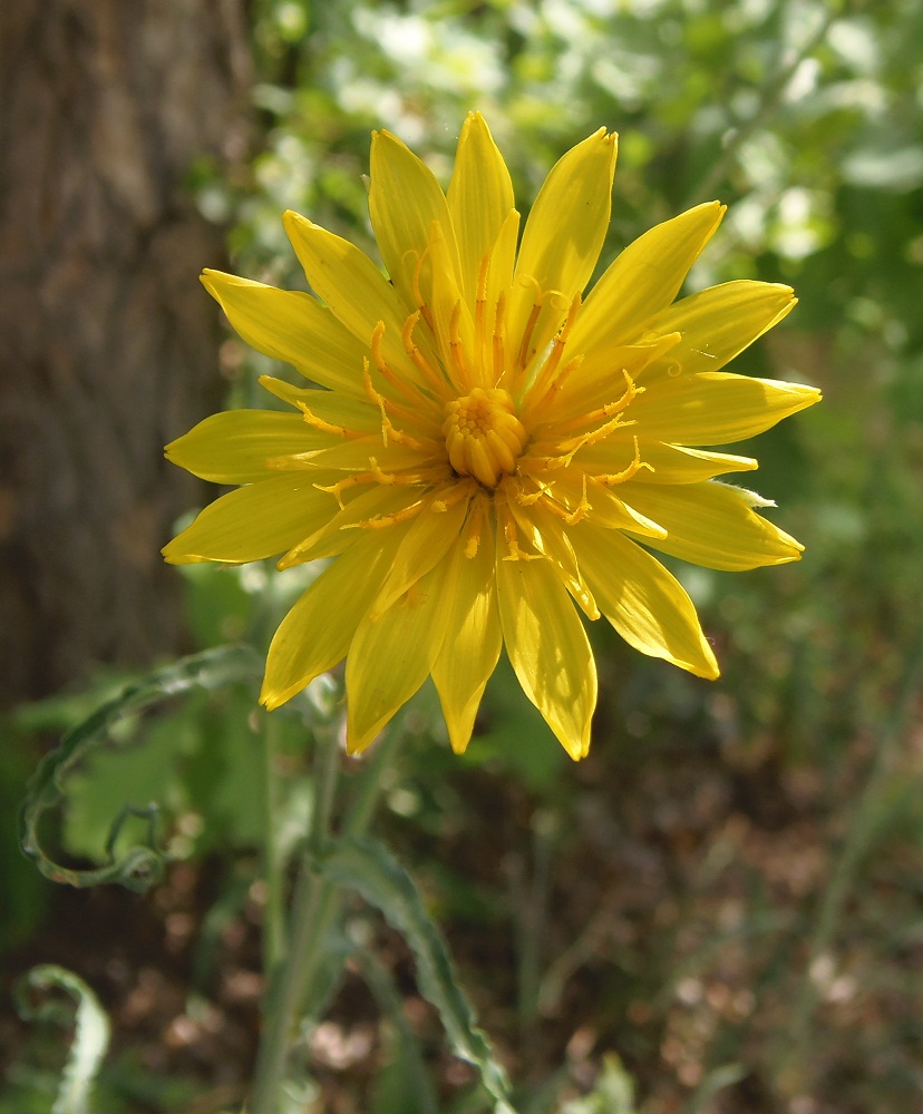 Image of Tragopogon podolicus specimen.