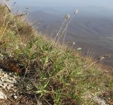 Agropyron pinifolium. Отплодоносившее растение на склоне горы. Краснодарский край, Абинский р-н, хр. Грузинка, гора Шизе. 02.11.2013.