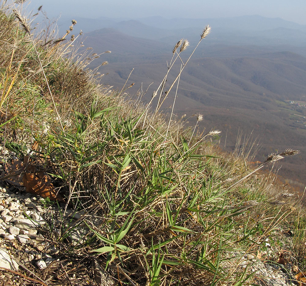 Изображение особи Agropyron pinifolium.