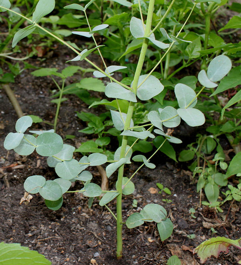 Изображение особи Eucalyptus gunnii.