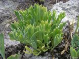 Crithmum maritimum