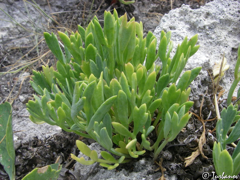 Изображение особи Crithmum maritimum.