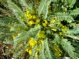 Astragalus henningii