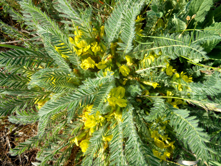 Image of Astragalus henningii specimen.
