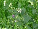 Vicia unijuga