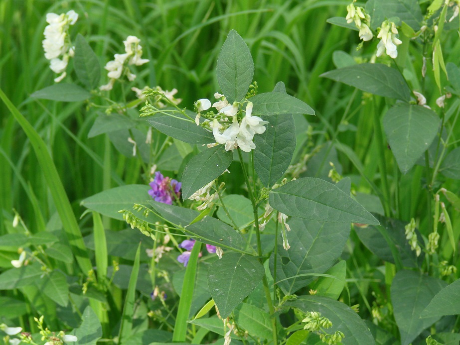 Изображение особи Vicia unijuga.