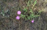 Dianthus fischeri. Цветущее растение. Владимирская обл., окр. ПГТ Городищи, берег реки Киржач. 02.07.2011.